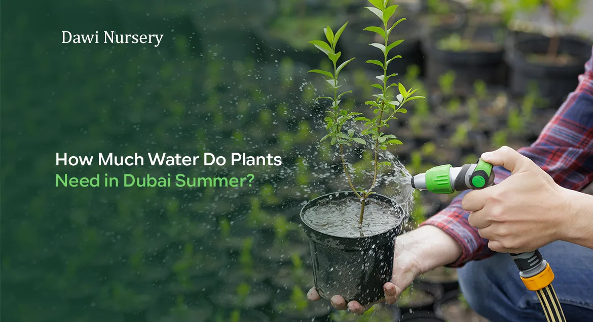 How Much Water Do Plants Need in Dubai Summer?
