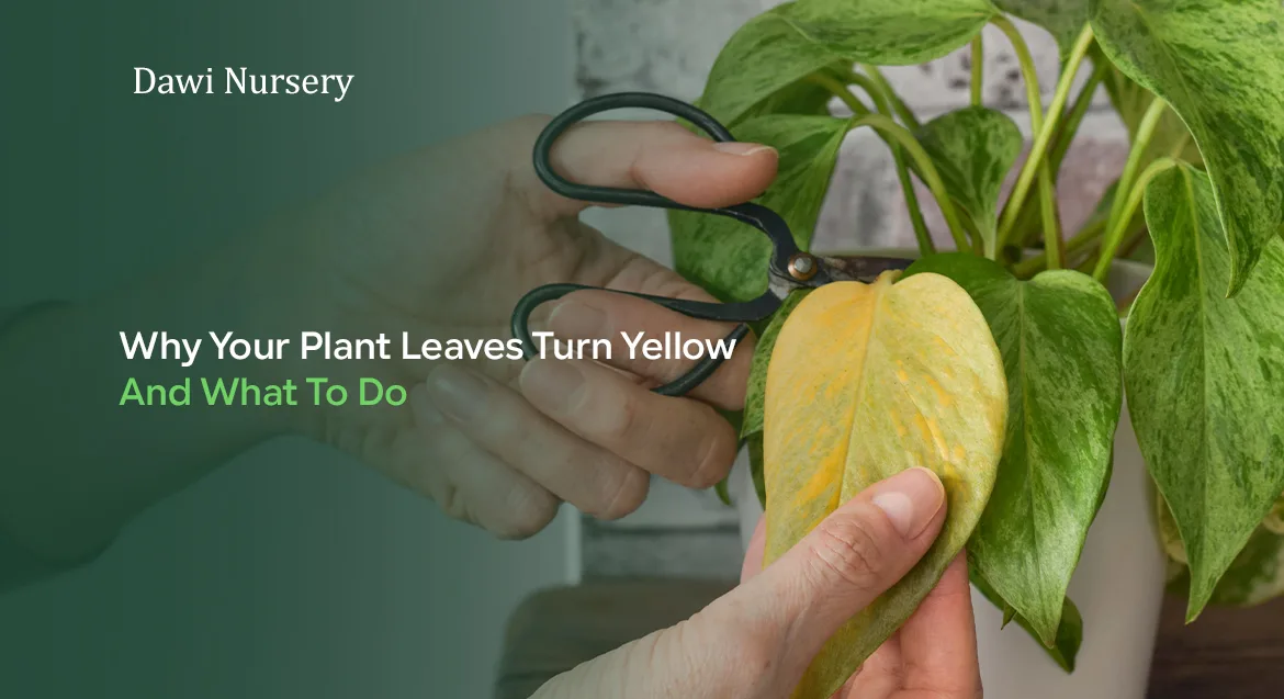 Why Your Plant Leaves Turn Yellow — And What To Do