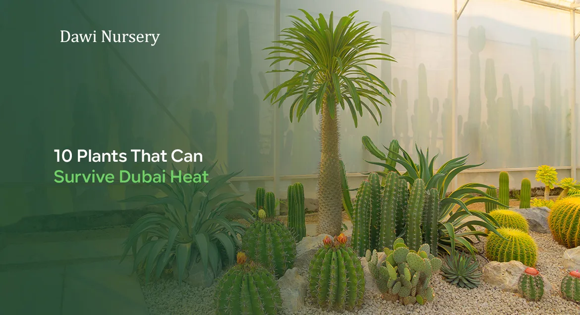 10 Plants That Can Survive Dubai Heat