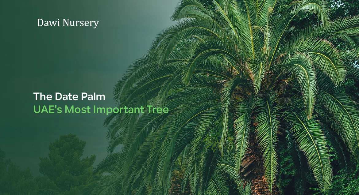 The Date Palm — UAE's Most Important Tree
