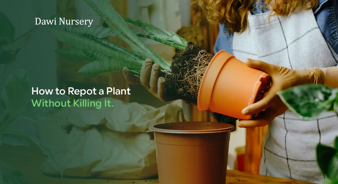 How to Repot a Plant Without Killing It