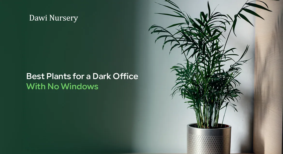 Best Plants for a Dark Office With No Windows