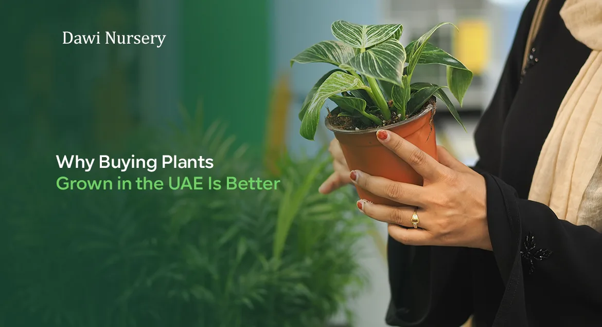 Why Buying Plants Grown in the UAE Is Better