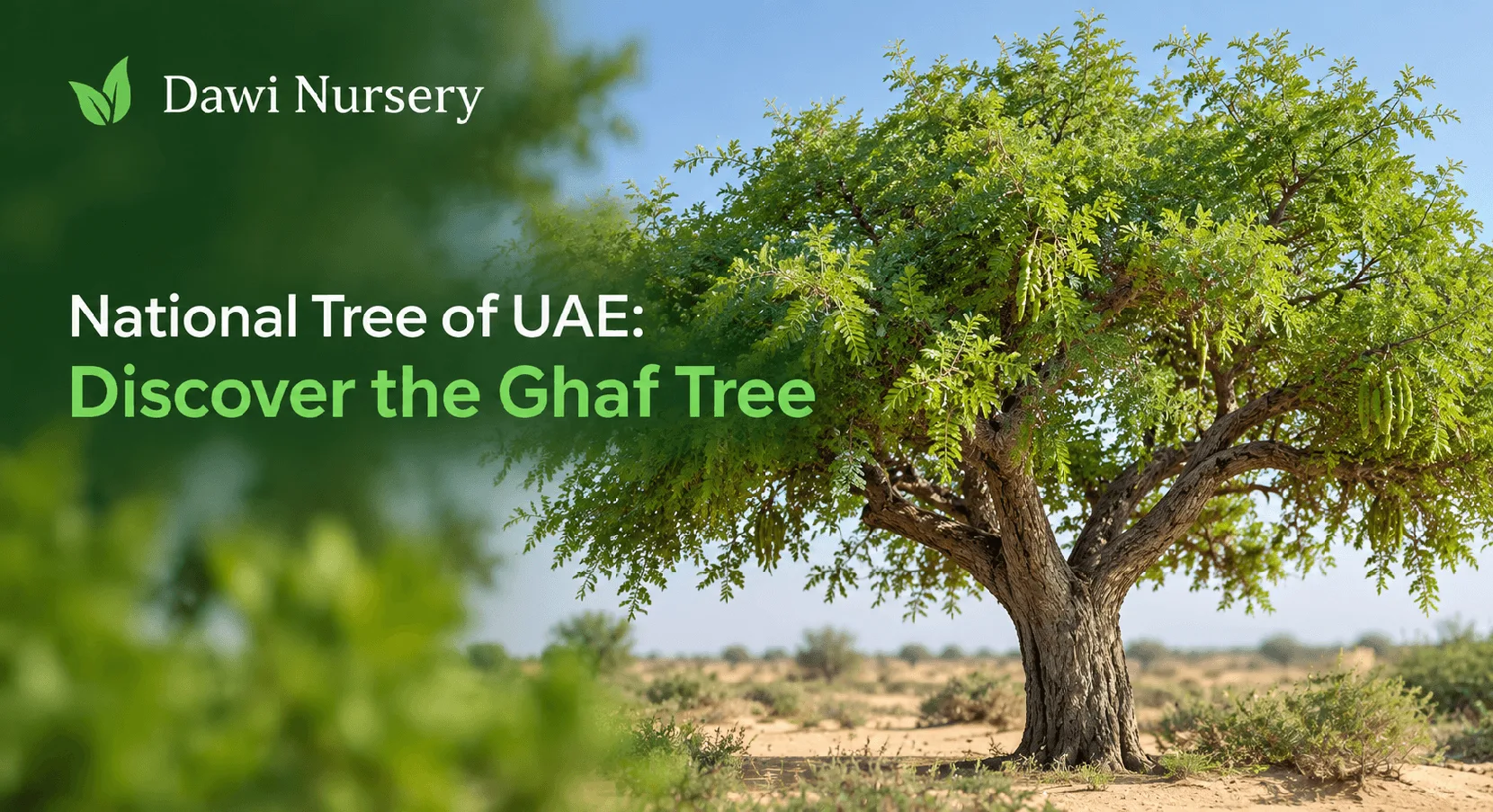 National Tree of UAE: Discover the Ghaf Tree