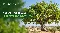 National Tree of UAE: Discover the Ghaf Tree