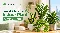 Low Maintenance Indoor Plants for UAE Homes