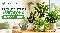 How Many Times to Water Indoor Plants? A Simple Watering Guide