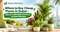 Where to Buy Cheap Plants in Dubai – Discover Affordable Greenery at Dawi Nursery