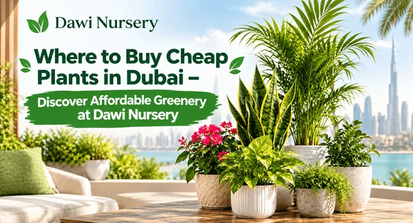 Where to Buy Cheap Plants in Dubai – Discover Affordable Greenery at Dawi Nursery