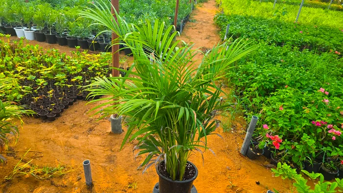 Palm Section