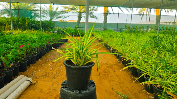 Flowering Plants Row
