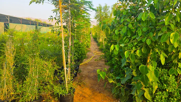 Outdoor Growing Beds