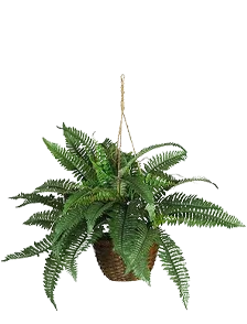 Indoor Plants