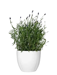 Outdoor Plants