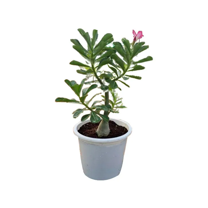 Desert Rose (Adenium obesum)