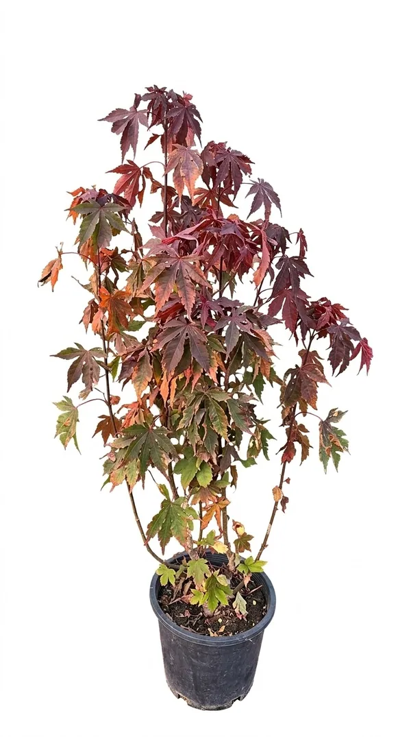 Red Laceleaf Japanese Maple
