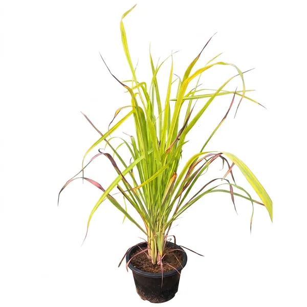 Lemongrass