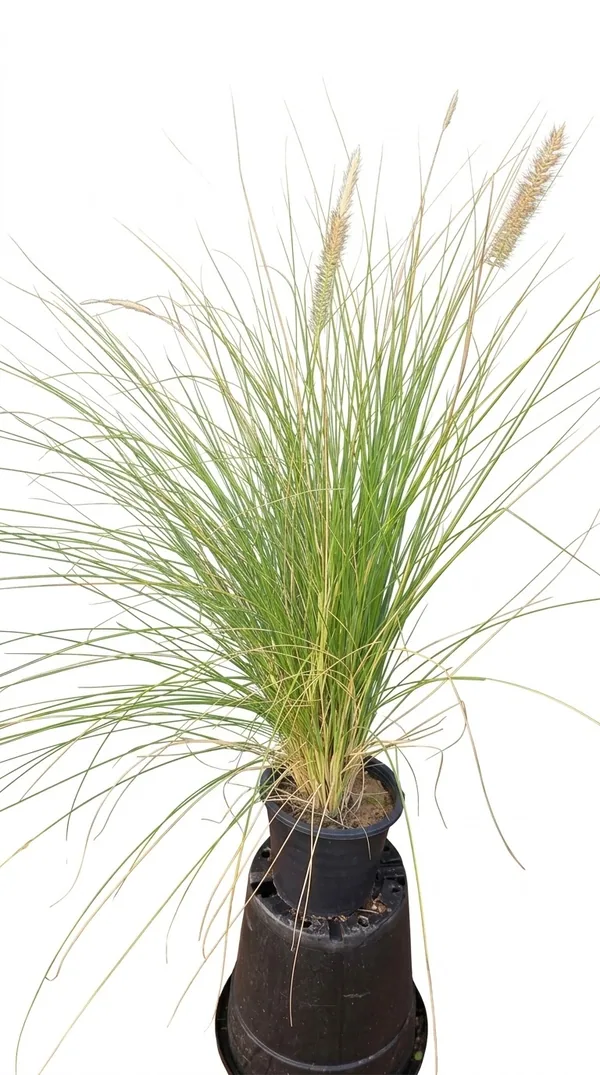 Fountain Grass