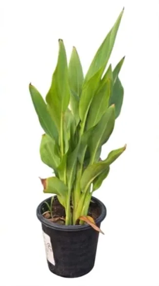 Alpinia (Shell Ginger)