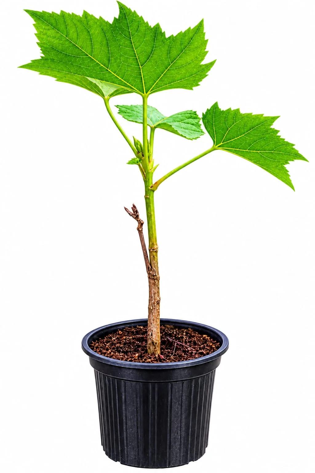 Grape Vine Plant (Vitis vinifera)