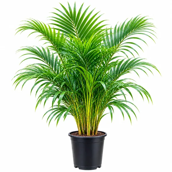 Areca Palm (Dypsis lutescens)