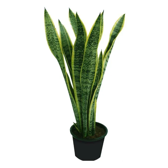 snake plant dubai