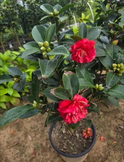 Camellia Flower
