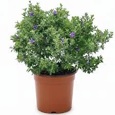 Leucophyllum Plant Dubai