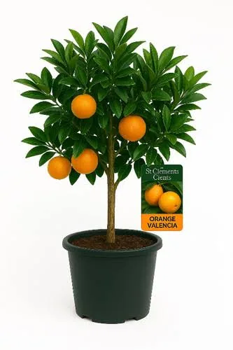 valencia orange