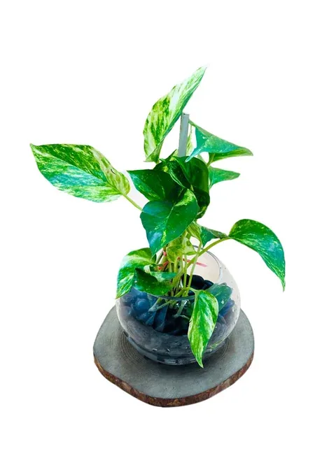 Money Plant - Epipremnum Aureum