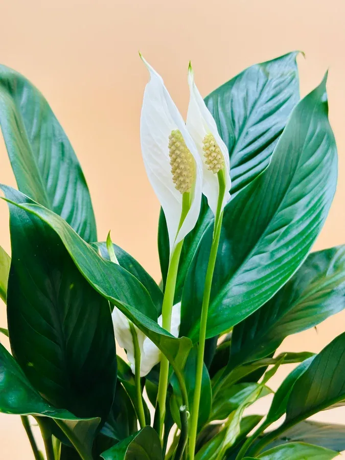 Peace Lily - Spathiphyllum Wallisii