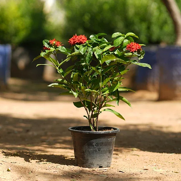 Ixora Plant