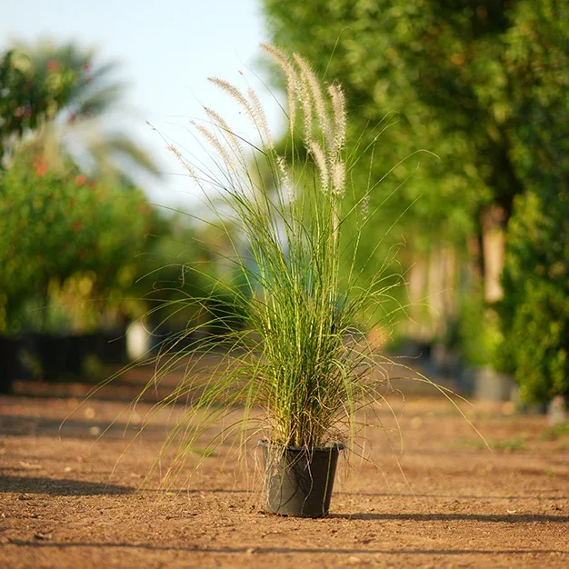 African Fountain Grass