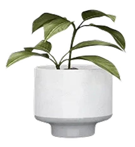 Snake Plant