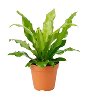 Date Palm Sapling